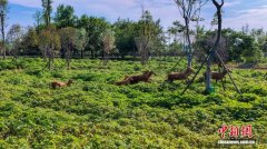 洞庭麋鹿安家湖南岳阳乡村  村民与“特殊邻居”相融共生
